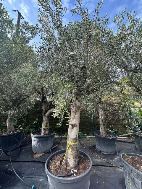 Olive tree (Olea Europea)