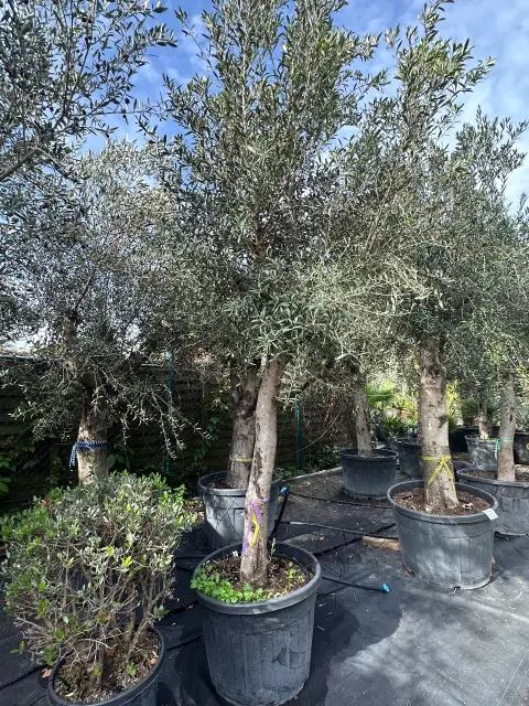 Olive tree (Olea Europea)