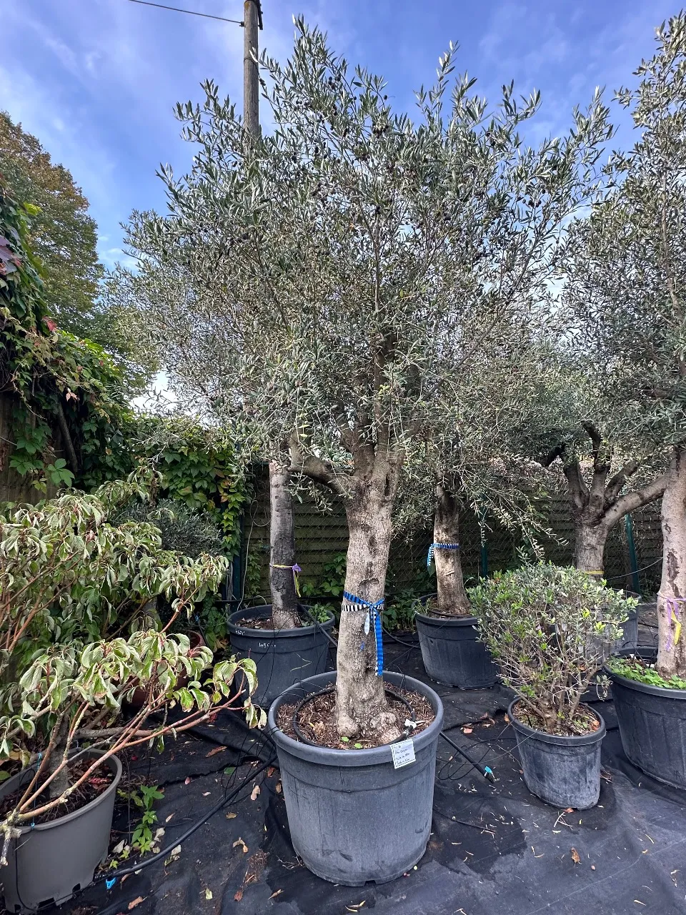 Olive tree (Olea Europea)