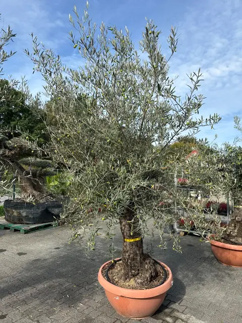 Olive tree (Olea Europea)