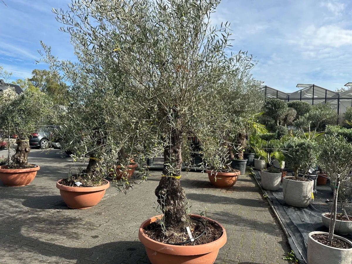 Olive tree (Olea Europea)