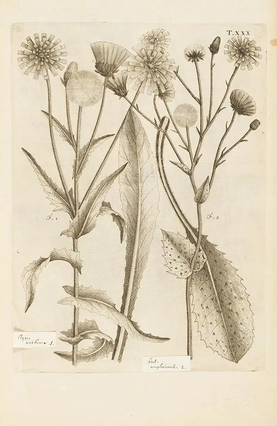 Carlo Allioni, Flora Pedemontana, 1785
