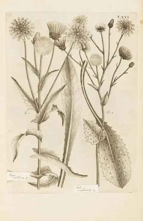 Carlo Allioni, Flora Pedemontana, 1785
