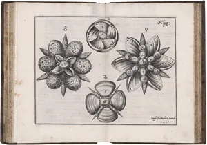 Furttenbach, Joseph – Architectura civilis