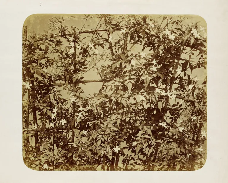 Adolphe Braun – Leifruit met klimmende bloemen