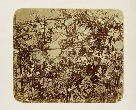 Adolphe Braun – Leifruit met klimmende bloemen