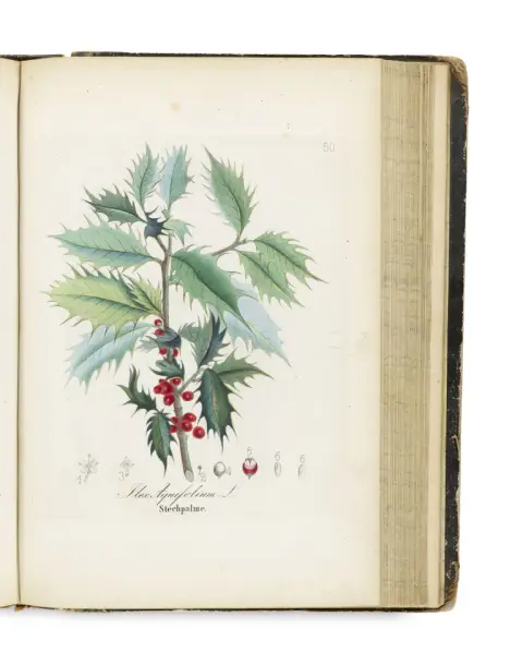 David Dietrich – Forst-Flora ou illustration et description des arbres et arbustes sauvages importants pour le forestier ainsi que des…