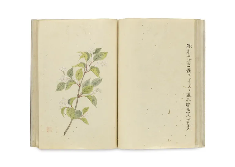 Japans blokboek met handgekleurde botanische illustraties