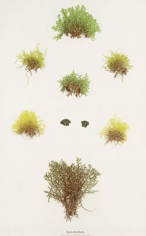 Plantes de mousse