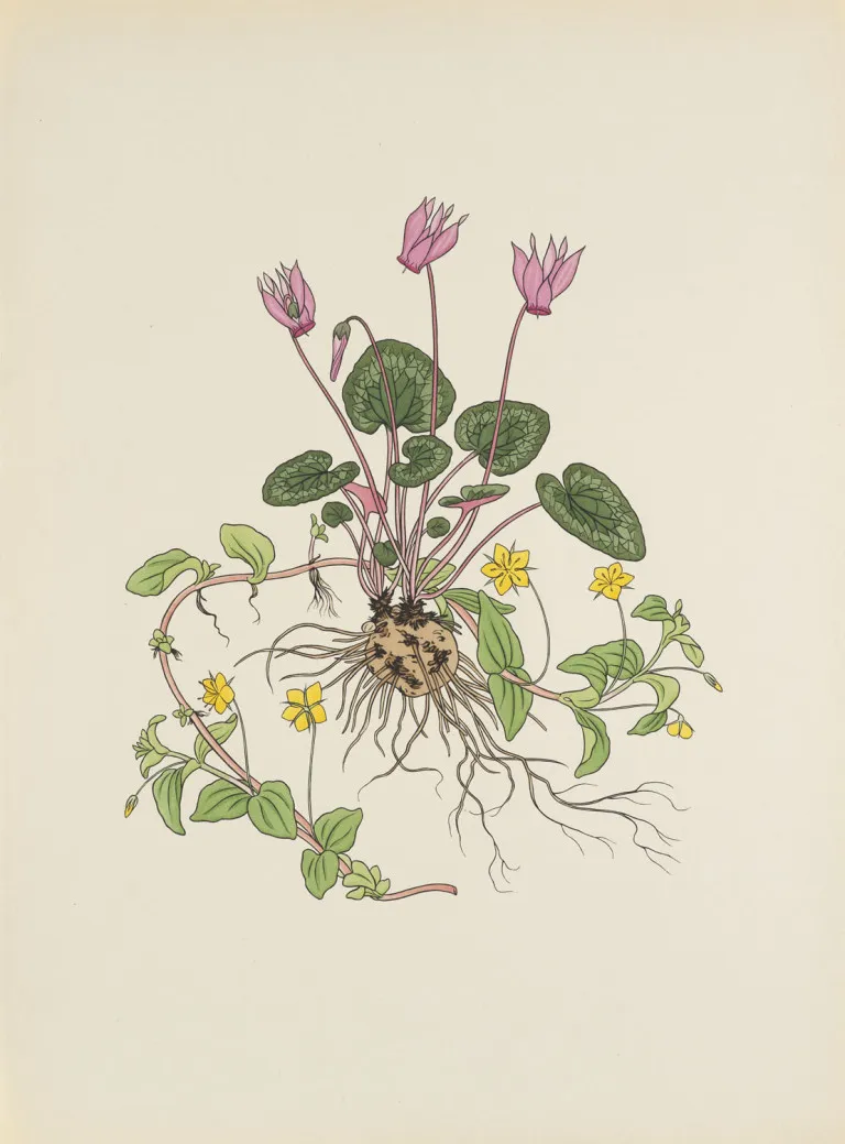 Josef Weisz – Bloemen van de Alpen