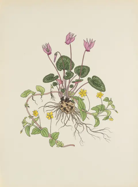Josef Weisz – Bloemen van de Alpen