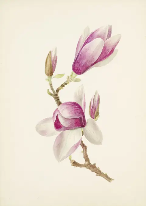 Magnolia en Veronica spicata