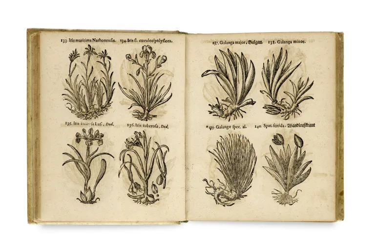 Thomas Pancovius (Panckow) – Herbarium, Oder Kräuter- und Gewächs-Buch, Darinn so wol Einheimische als Außländische Kräuter zierlich und…