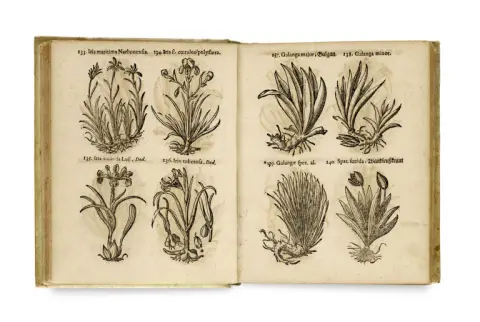 Thomas Pancovius (Panckow) – Herbarium, of boek der kruiden en gewassen, waarin zowel inheemse als uitheemse kruiden fraai en…
