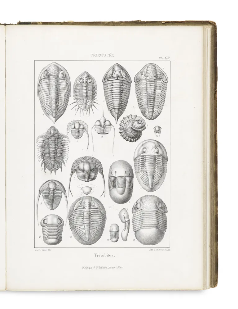 de la Rive, Francois Jules Pictet – Traktat o paleontologii czyli historia naturalna zwierząt kopalnych rozpatrywanych w ich…