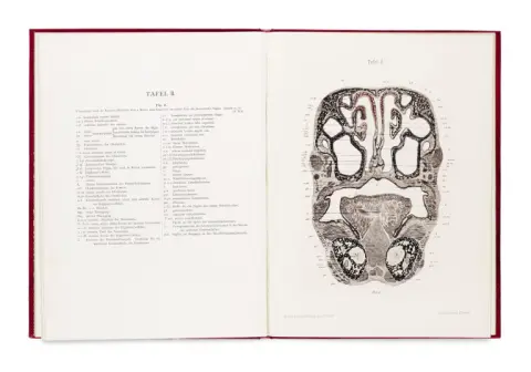 Ludwig Löwe – Contributions à l'anatomie du nez et de la cavité buccale