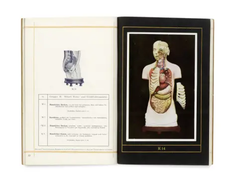 Markus Sommer – Catalogue de modèles anatomiques