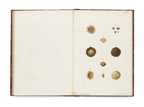 Johann Florian Heller – Les concrétions urinaires, leur formation, détection et analyse...