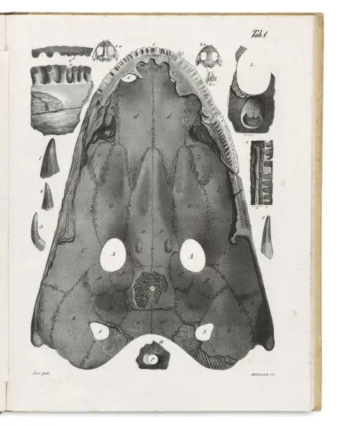 Friedrich August Quenstedt – Les Mastodonsauriens dans les grès bigarrés verts du Wurtemberg sont des batraciens