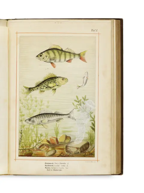 Hermann Landois – La vie animale de Westphalie en mots et en images