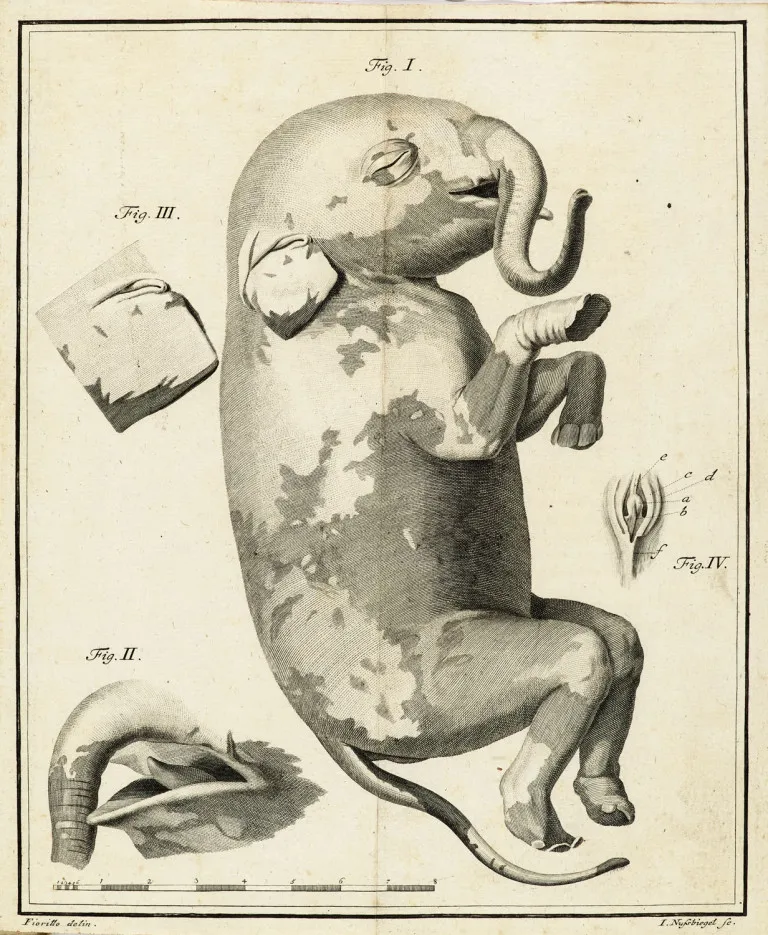 Description et illustration d'un éléphant non né, accompagnées de divers documents inédits sur l'histoire naturelle des…