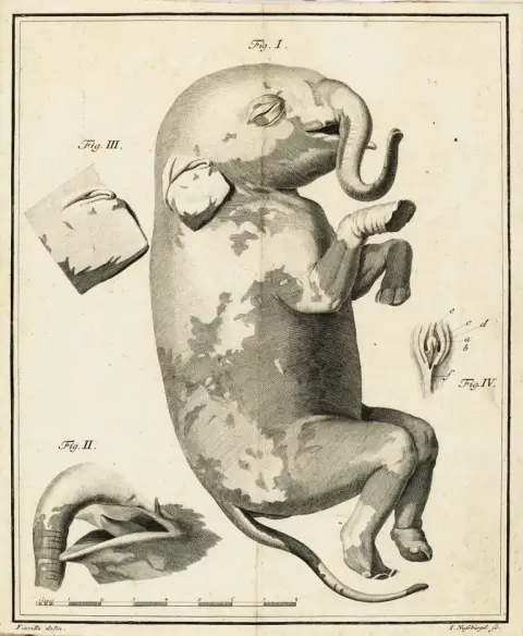 Description et illustration d'un éléphant non né, accompagnées de divers documents inédits sur l'histoire naturelle des…