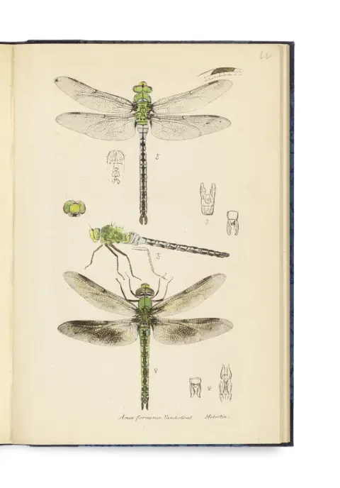 Heinrich Buchecker – Systema entomologiae sistens insectorum classes, genera, species