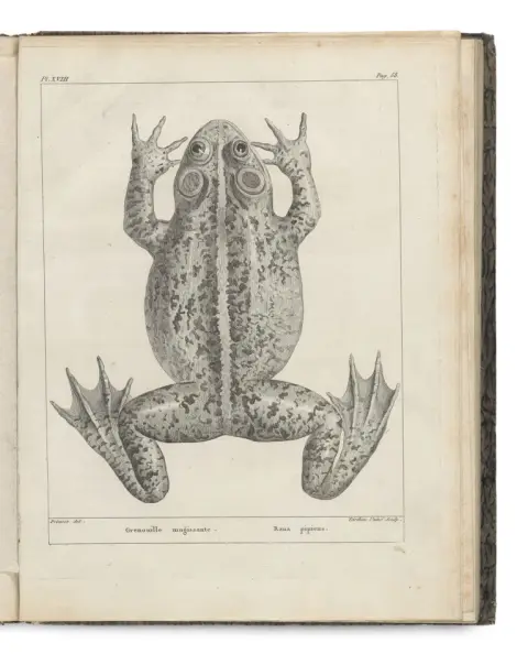 F. M Daudin – Histoire Naturelle des Rainettes, des Grenouilles et des Crapauds