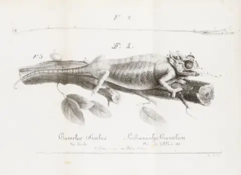 Francesco S. Grohmann – Nuova descrizione del camaleonte siculo, scoperto e descritto da Francesco S. Grohmann