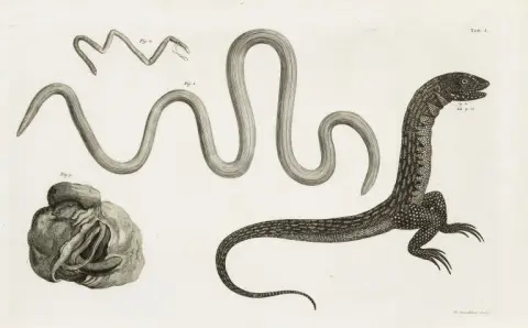 Jacob Theodor Klein – Tentamen Herpetologiae