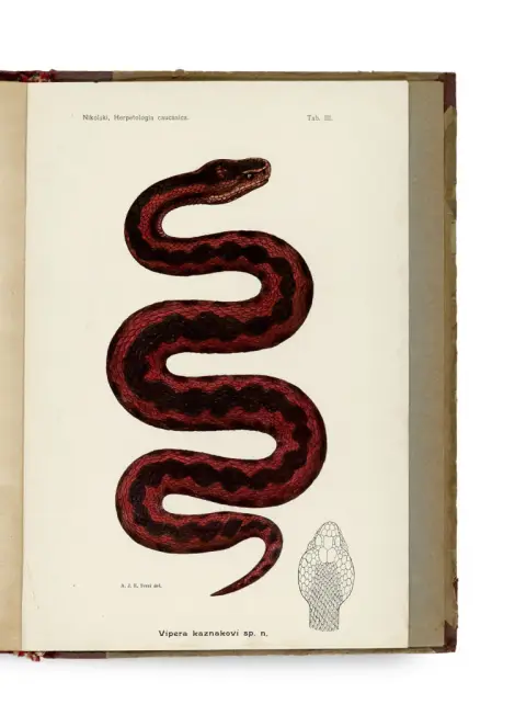 Alexander Mikhailovich Nikolskii – Presmykaiushchisi i zemnovodnyia Kavkaza (Herpetologia cucasia)