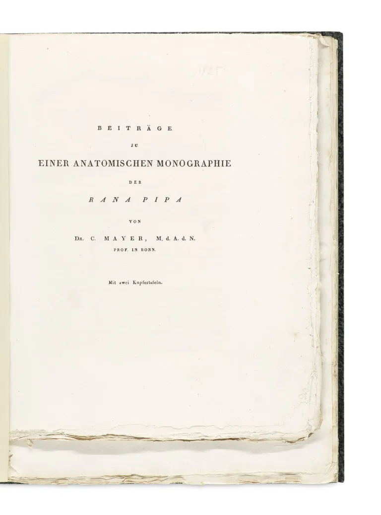 Recueil de 4 articles de Carl Mayer (2), Hermann Schlegel et J. L. C. Gravenhorst