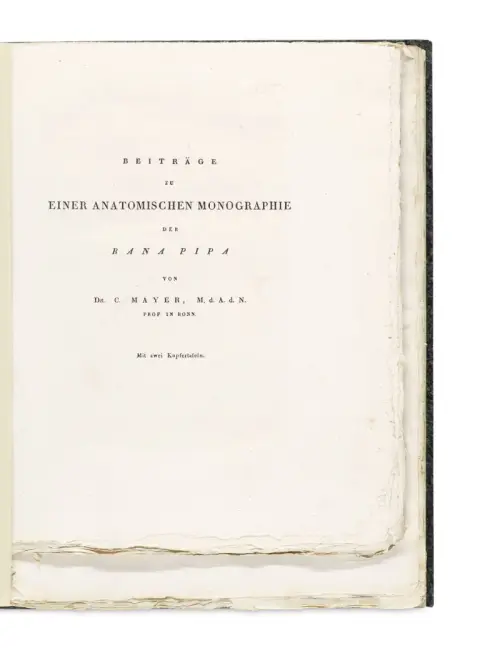 Recueil de 4 articles de Carl Mayer (2), Hermann Schlegel et J. L. C. Gravenhorst