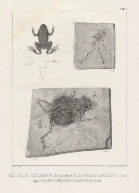 Johann Jakob von Tschudi – Classification des batraciens, avec considération des animaux fossiles de cette division des reptiles