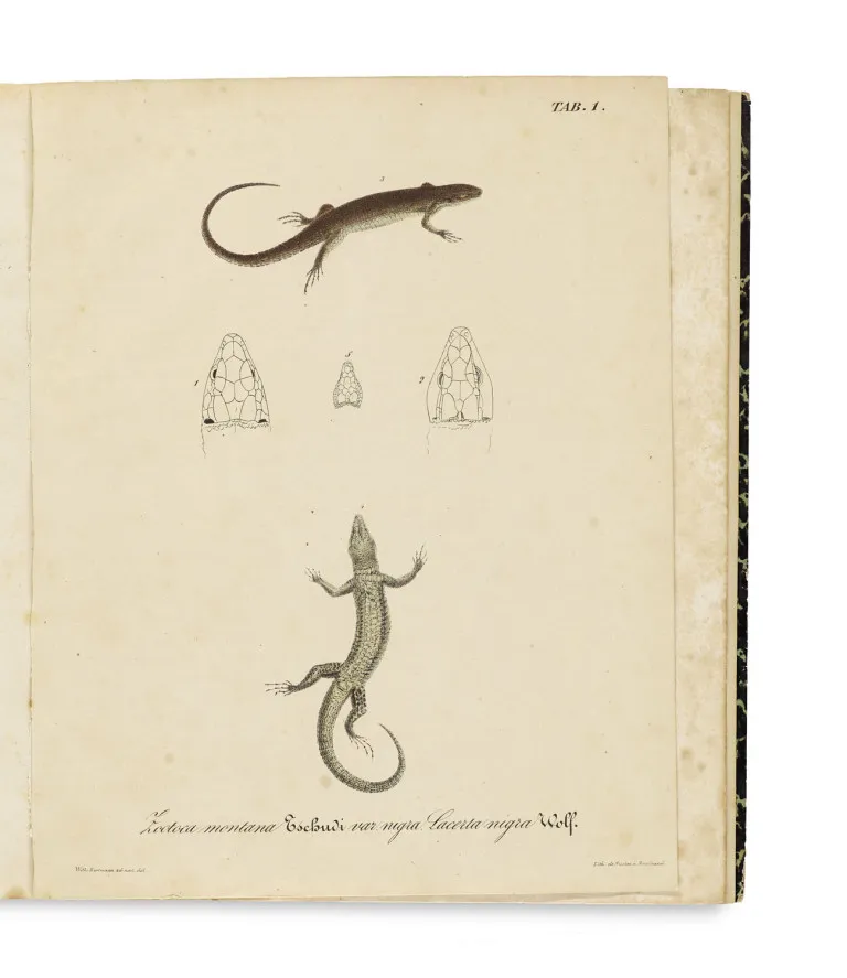 Johann Jakob von Tschudi – Monographie der Schweizerischen Echsen