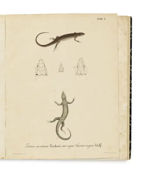 Johann Jakob von Tschudi – Monographie des lézards suisses