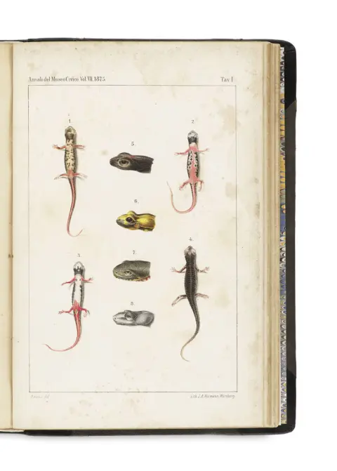 Robert Wiedersheim – Salamandrina perspicillata et Geotrion fuscus