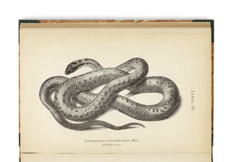 H. E. Linck – Les serpents d'Allemagne