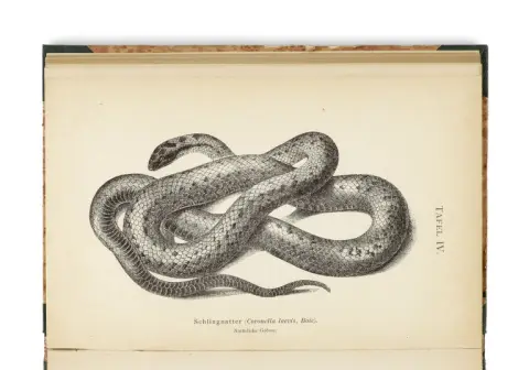 H. E. Linck – Les serpents d'Allemagne