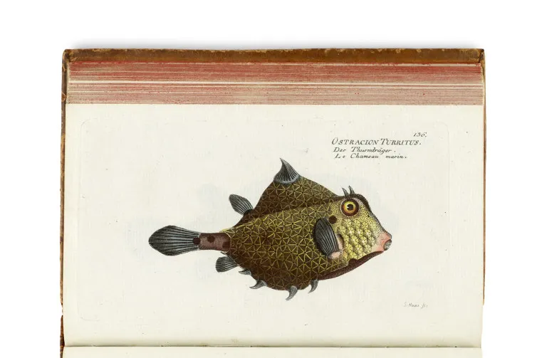 Marcus Elieser Bloch – Histoire naturelle des poissons étrangers