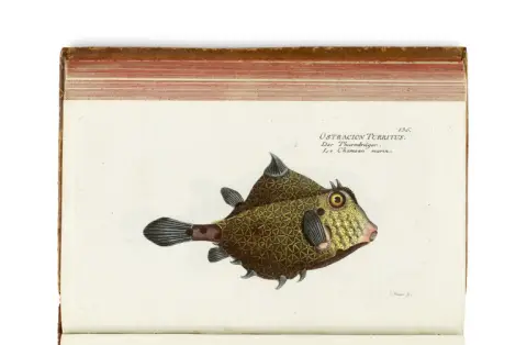 Marcus Elieser Bloch – Histoire naturelle des poissons étrangers