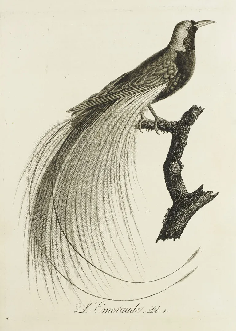 J.B. Audebert et L.P. Vieillot – Oiseaux dorés ou à reflets métalliques