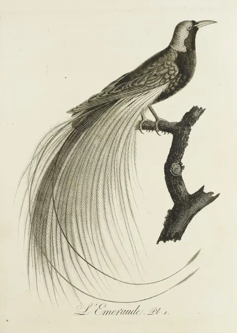 J.B. Audebert et L.P. Vieillot – Oiseaux dorés ou à reflets métalliques