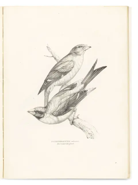 George Robert Gray – A Fasciculus of the Birds of China