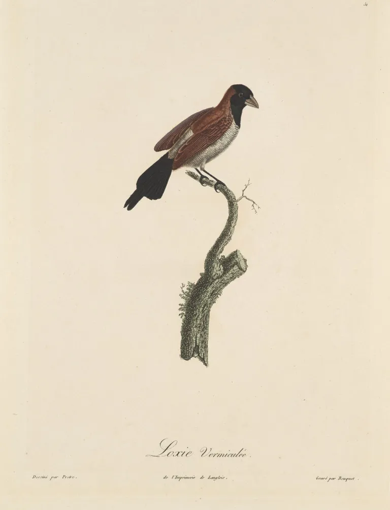 naar Jean-Gabriel Prêtre – Collectie van 3 ingekleurde kopergravures van Bouquet naar Prêtre