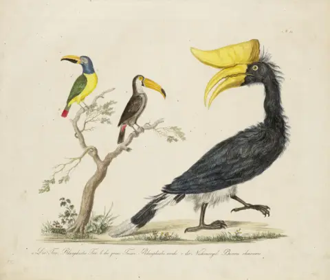 Joseph Brodtmann – Collection de 13 planches lithographiées en couleur sur vélin Ziegler (chacune avec filigrane) de l'ouvrage : Histoire naturelle et…
