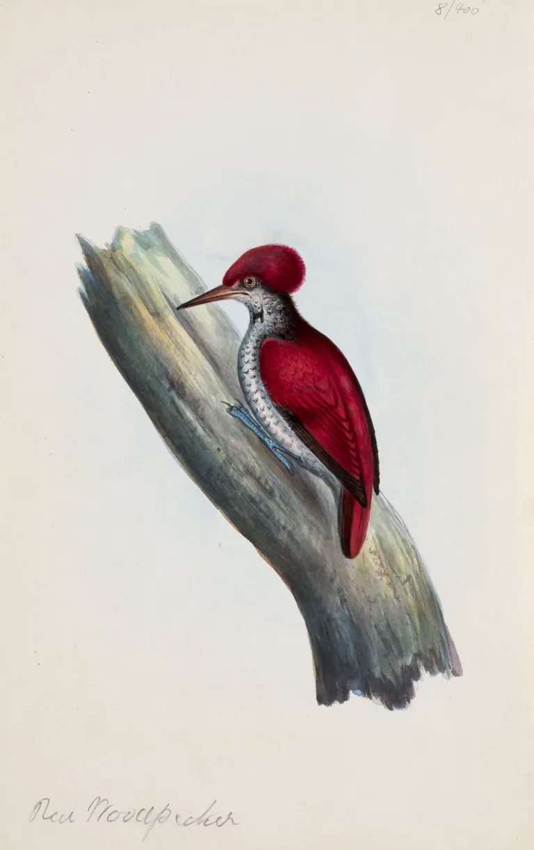 Collection de 8 représentations d'espèces d'oiseaux