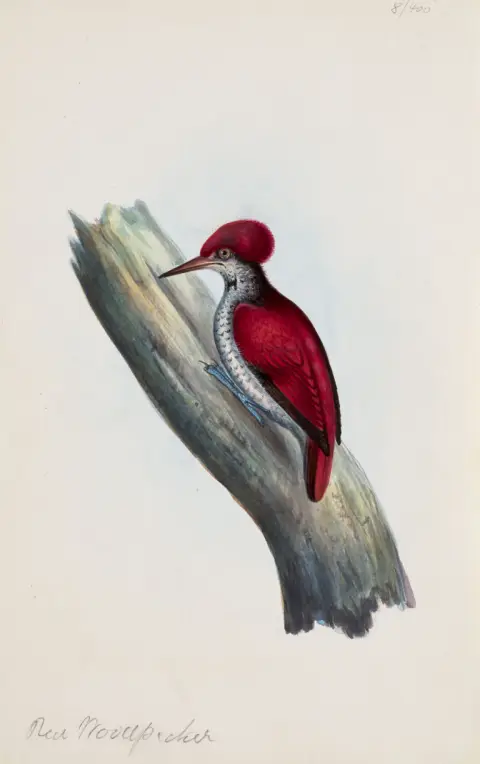 Collection de 8 représentations d'espèces d'oiseaux