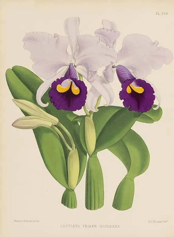 Robert Warner, Orchid Album, 5 bind av serien