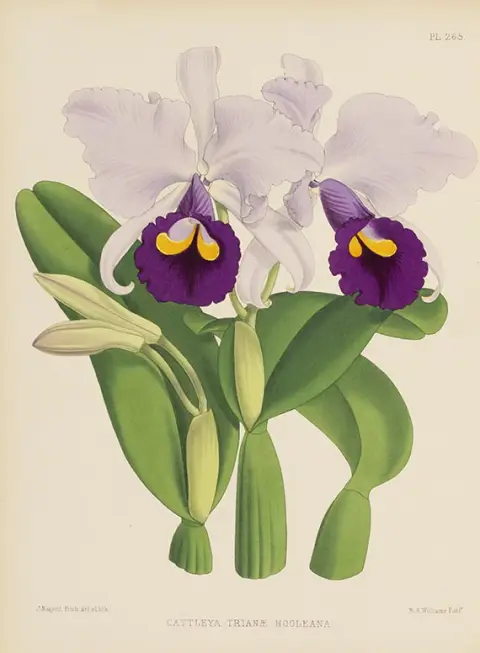Robert Warner, Orchid Album, 5 Bände der Reihe